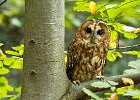 Tawny Owl - Linda Jackson (open)